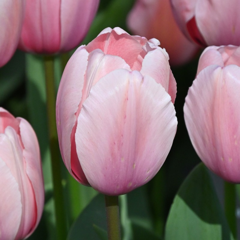 Tulipa 'Salmon Impression' Tulipa 'Salmon Impression'