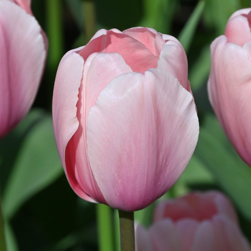 Tulipa 'Salmon Impression' Tulipa 'Salmon Impression'