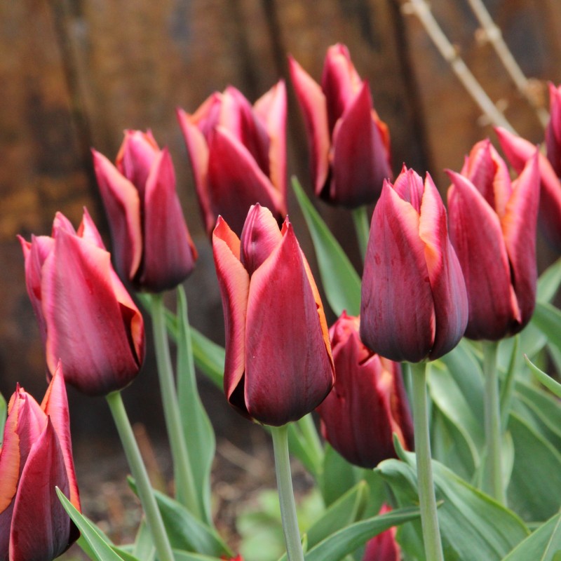 Tulipa 'Slawa' Tulipa 'Slawa'
