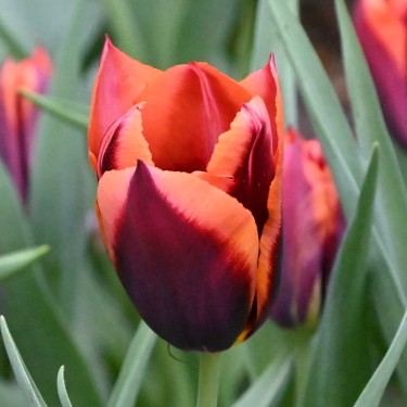 Tulipa 'Slawa' Tulipa 'Slawa'