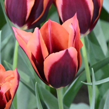 Tulipa 'Slawa' Tulipa 'Slawa'