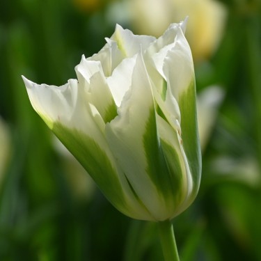 Tulipa 'Spring Green' Tulipa 'Spring Green'