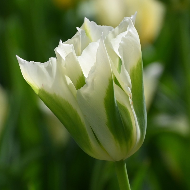 Tulipa 'Spring Green' Tulipa 'Spring Green'
