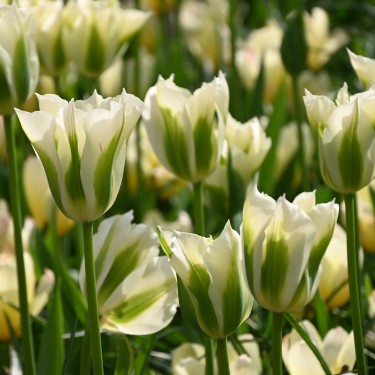 Tulipa 'Spring Green' Tulipa 'Spring Green'