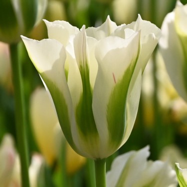 Tulipa 'Spring Green' Tulipa 'Spring Green'