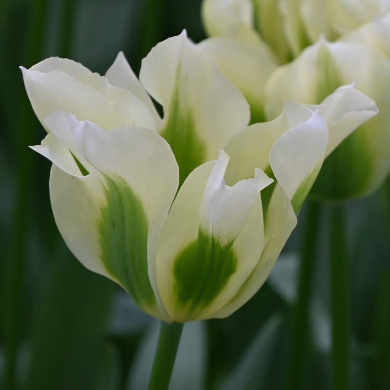 Tulipa 'Spring Green' Tulipa 'Spring Green'