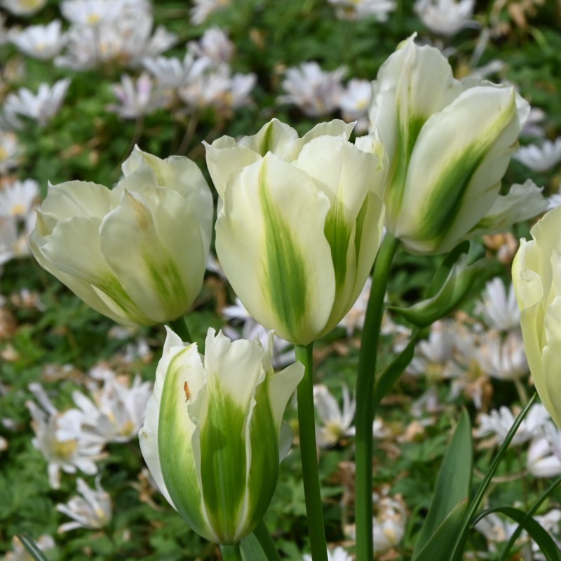 Tulipa 'Spring Green' Tulipa 'Spring Green'