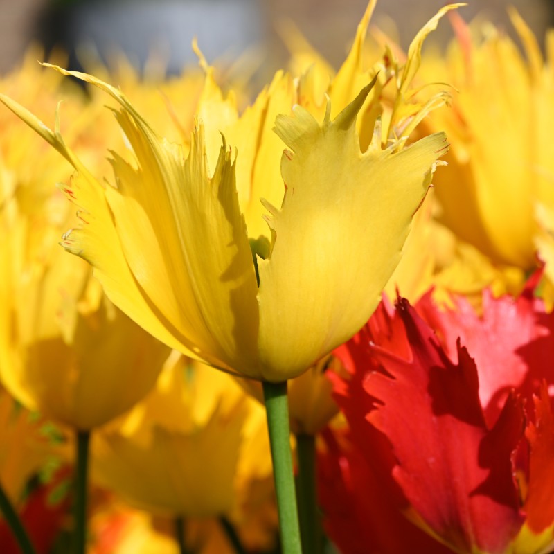 Tulipa 'Sunny Leo' Tulipa 'Sunny Leo'