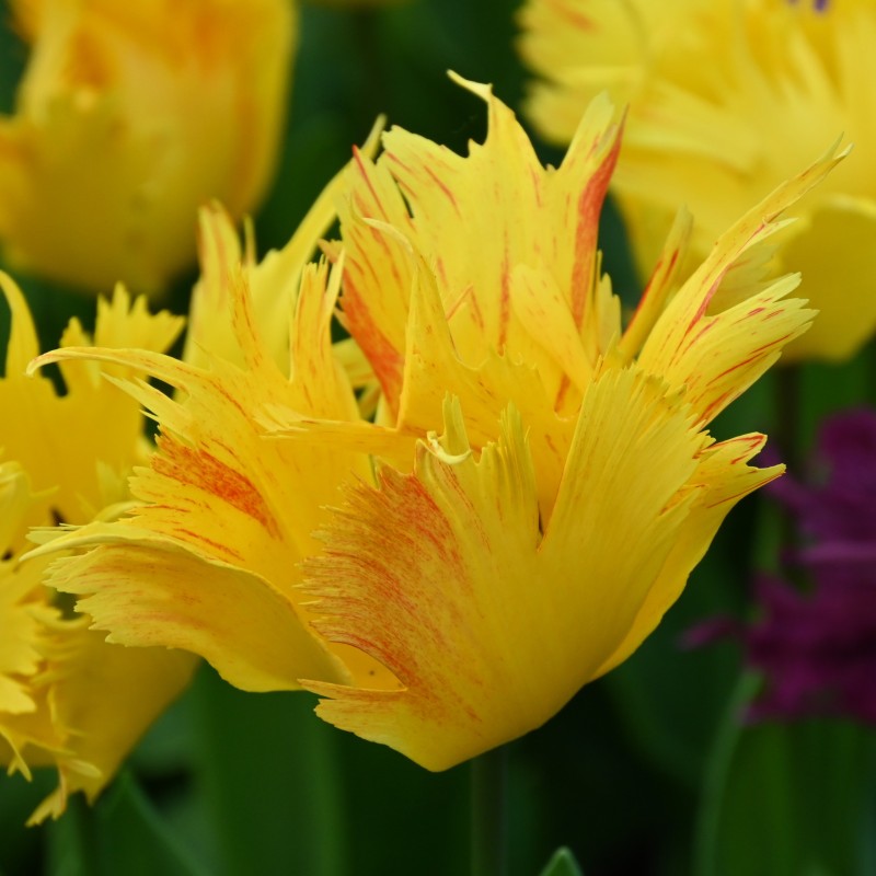 Tulipa 'Sunny Leo' Tulipa 'Sunny Leo'