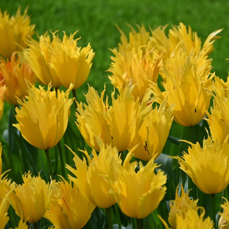 Tulipa 'Sunny Leo' Tulipa 'Sunny Leo'
