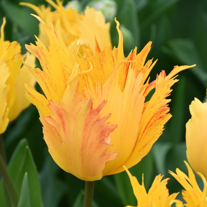 Tulipa 'Sunny Leo' Tulipa 'Sunny Leo'