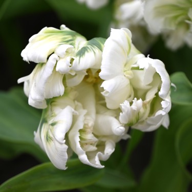 Tulipa 'Super Parrot' ® Tulipa 'Super Parrot' ®