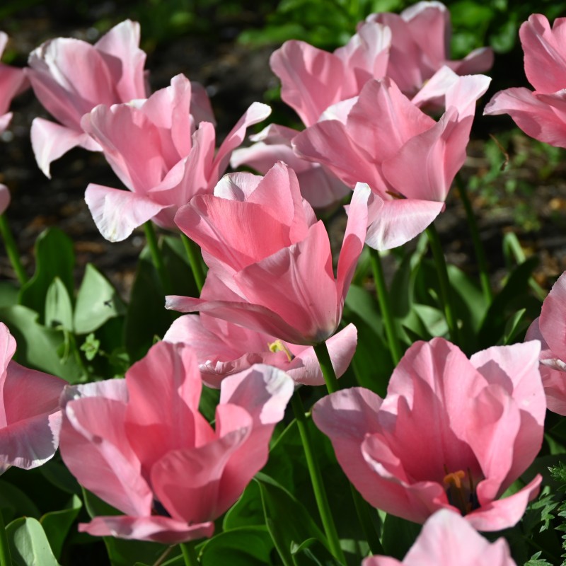 Tulipa 'Sweet Sixteen' Tulipa 'Sweet Sixteen'