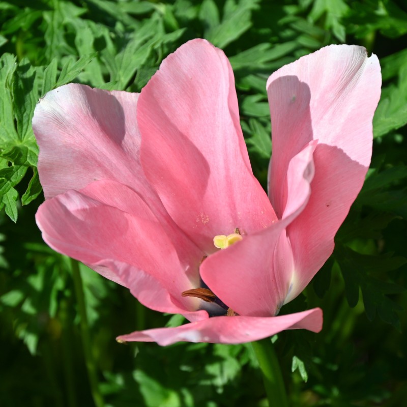Tulipa 'Sweet Sixteen' Tulipa 'Sweet Sixteen'