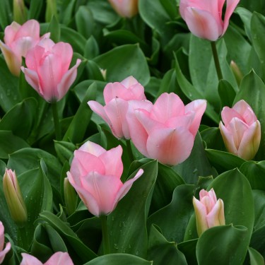 Tulipa 'Sweet Sixteen' Tulipa 'Sweet Sixteen'