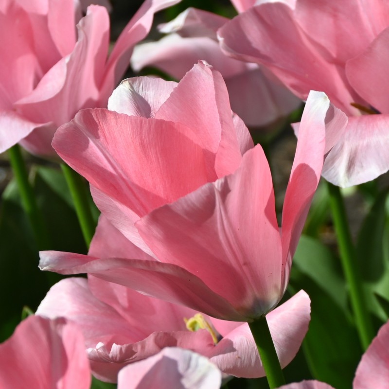 Tulipa 'Sweet Sixteen' Tulipa 'Sweet Sixteen'