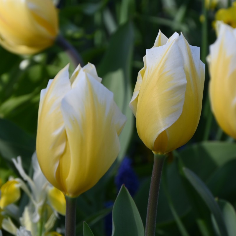 Tulipa 'Sweetheart' Tulipa 'Sweetheart'