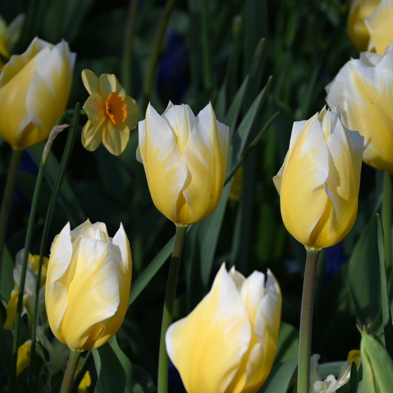 Tulipa 'Sweetheart' Tulipa 'Sweetheart'