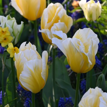 Tulipa 'Sweetheart' Tulipa 'Sweetheart'