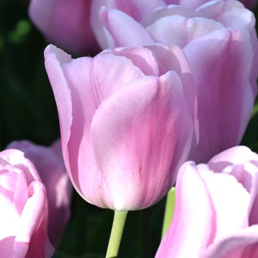 Tulipa 'Synaeda Amor' Tulipa 'Synaeda Amor'