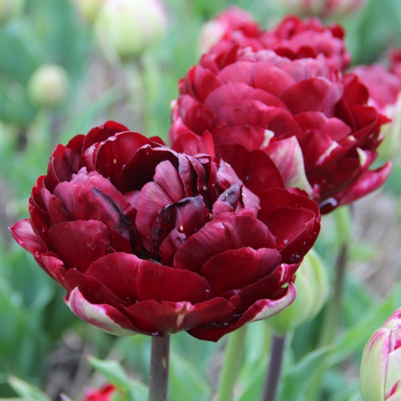 Tulipa 'Uncle Tom' Tulipa 'Uncle Tom'