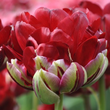 Tulipa 'Uncle Tom' Tulipa 'Uncle Tom'