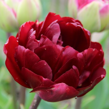 Tulipa 'Uncle Tom' Tulipa 'Uncle Tom'