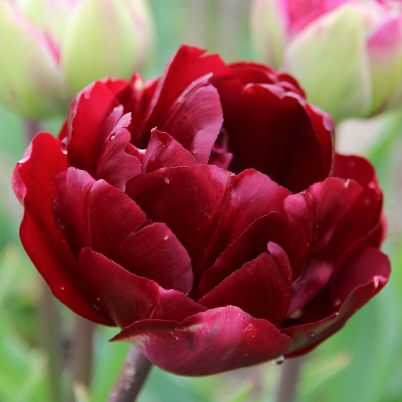 Tulipa 'Uncle Tom' Tulipa 'Uncle Tom'