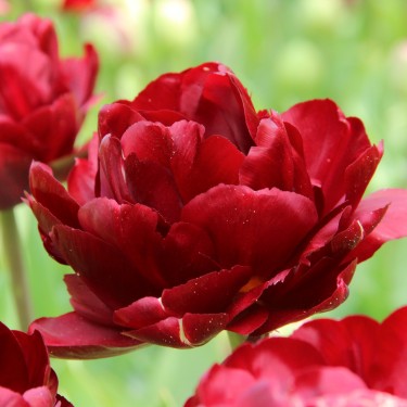 Tulipa 'Uncle Tom' Tulipa 'Uncle Tom'