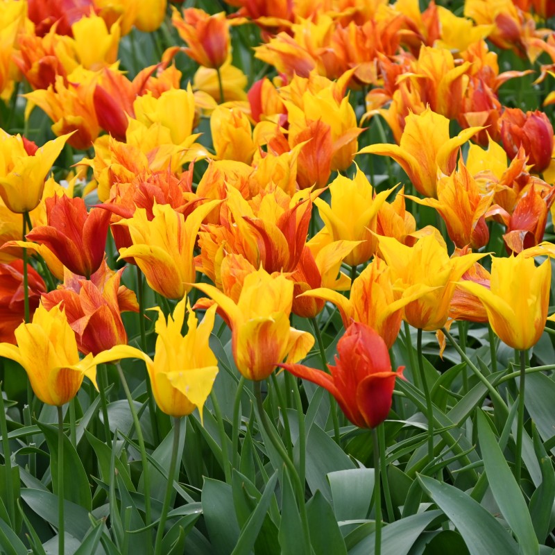 Tulipa 'Vendee Globe' Tulipa 'Vendee Globe'