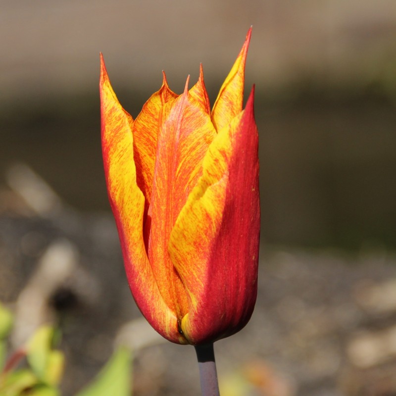 Tulipa 'Vendee Globe' Tulipa 'Vendee Globe'