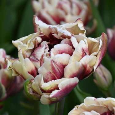 Tulipa 'Wyndham' Tulipa 'Wyndham'