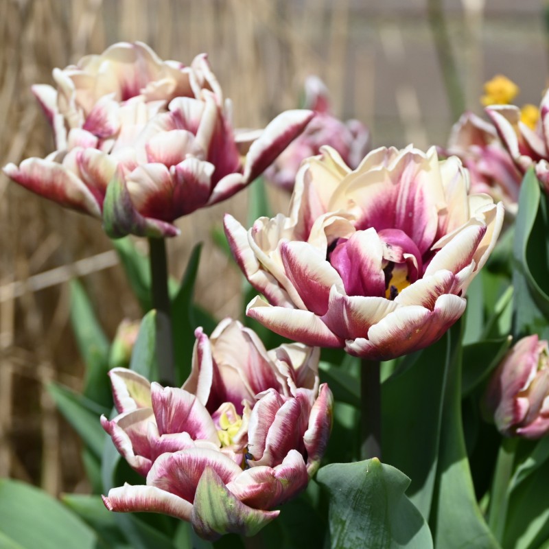Tulipa 'Wyndham' Tulipa 'Wyndham'