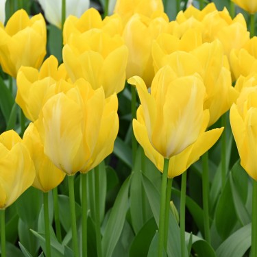 Tulipa 'Yellow Purissima' Tulipa 'Yellow Purissima'