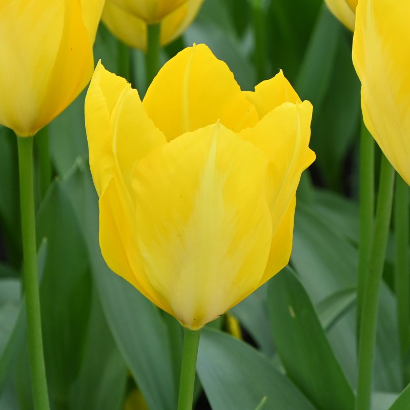 Tulipa 'Yellow Purissima' Tulipa 'Yellow Purissima'