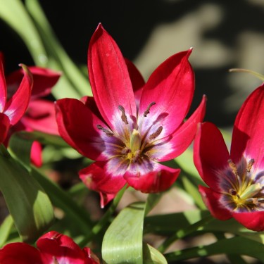Tulipa 'Tiny Timo'