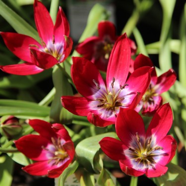 Tulipa 'Tiny Timo' Tulipa 'Tiny Timo'