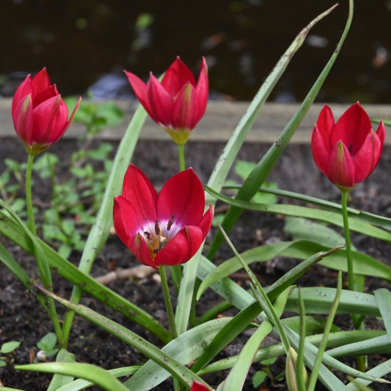 Tulipa 'Tiny Timo' Tulipa 'Tiny Timo'