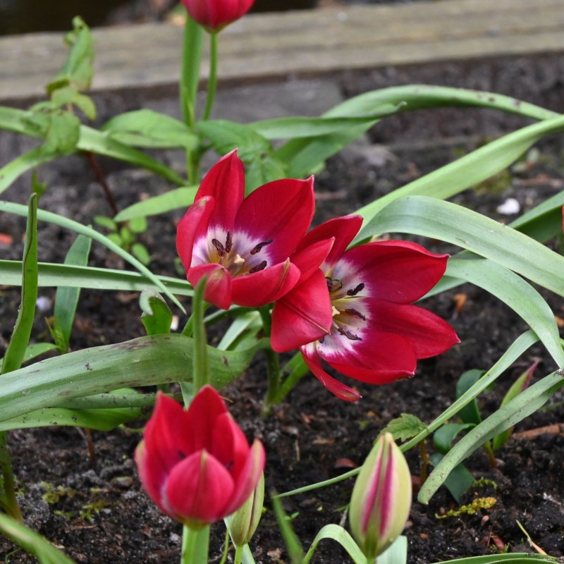 Tulipa 'Tiny Timo' Tulipa 'Tiny Timo'