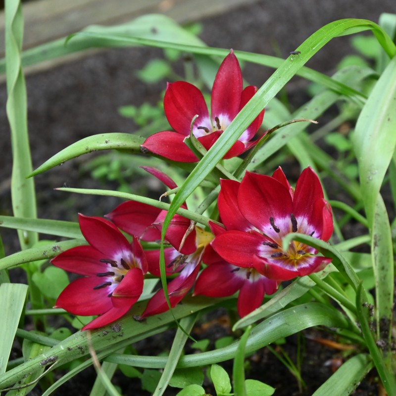 Tulipa 'Tiny Timo' Tulipa 'Tiny Timo'