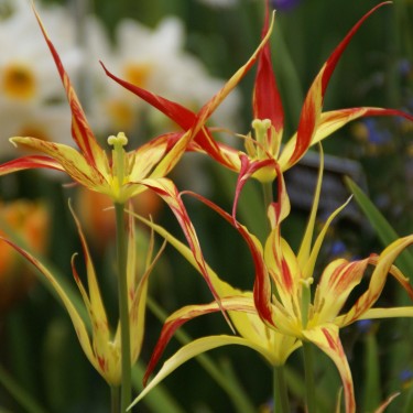 Tulipa acuminata Tulipa acuminata