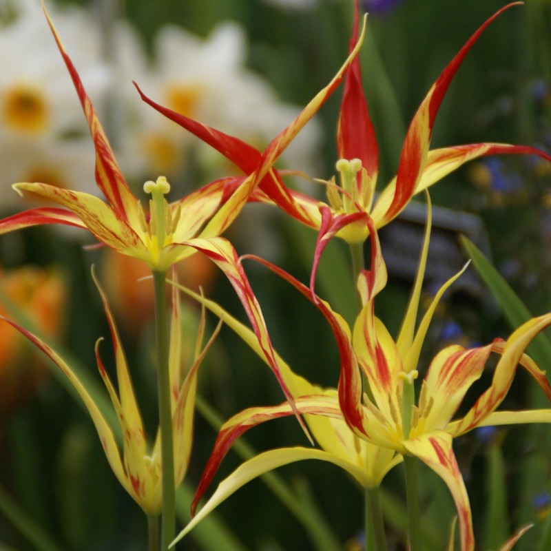 Tulipa acuminata Tulipa acuminata