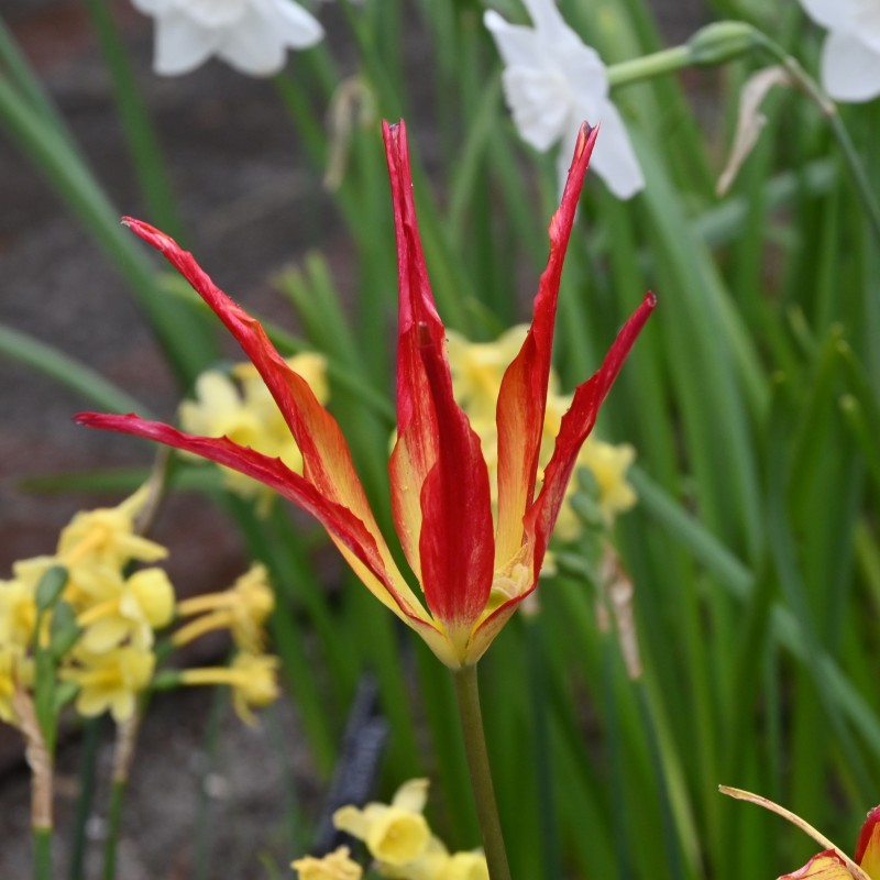 Tulipa acuminata Tulipa acuminata