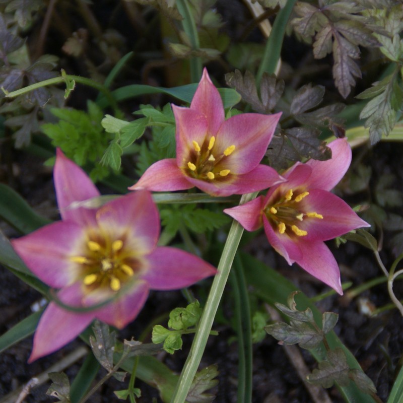 Tulipa aucheriana Tulipa aucheriana