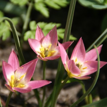 Tulipa aucheriana Tulipa aucheriana