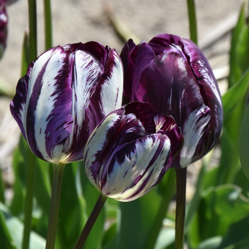Tulipa 'Belle du Monde' -broken- Tulipa 'Belle du Monde' -broken-