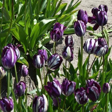 Tulipa 'Belle du Monde' -broken- Tulipa 'Belle du Monde' -broken-