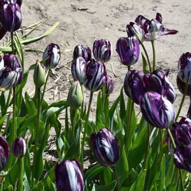 Tulipa 'Belle du Monde' -broken- Tulipa 'Belle du Monde' -broken-