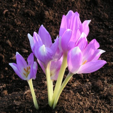 Colchicum x 'Jarka'