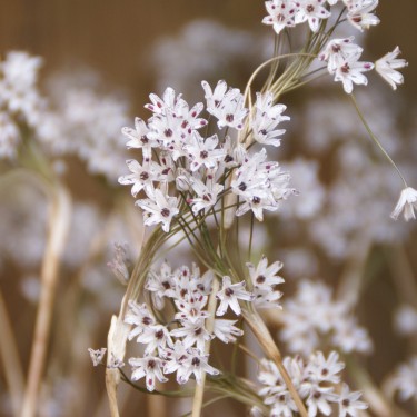 Allium callimischon subsp. haemostictum
